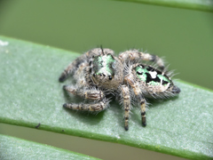 Phidippus bidentatus