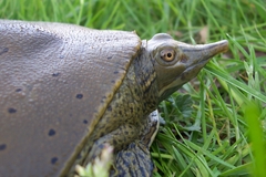 Apalone spinifera spinifera