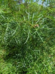 Polyscias sambucifolia