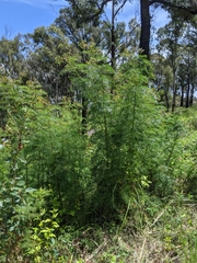 Polyscias sambucifolia