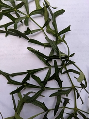 Polyscias sambucifolia