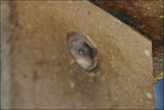 Antechinus agilis
