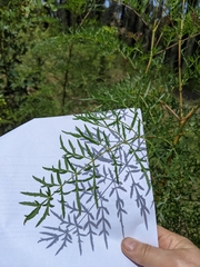 Polyscias sambucifolia