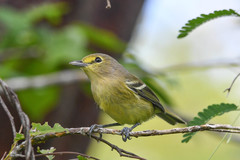 Vireo crassirostris