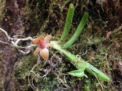 Epidendrum sophronitoides