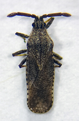 Teleonemia scrupulosa