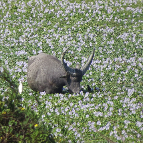Búfalo salvaje asiático (Bubalus arnee)