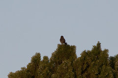 Haemorhous mexicanus