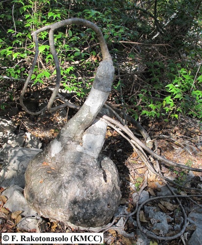 Adenia olaboensis image