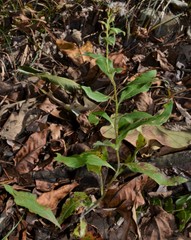 Solidago delicatula