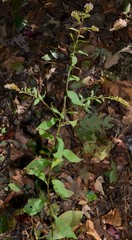 Solidago delicatula