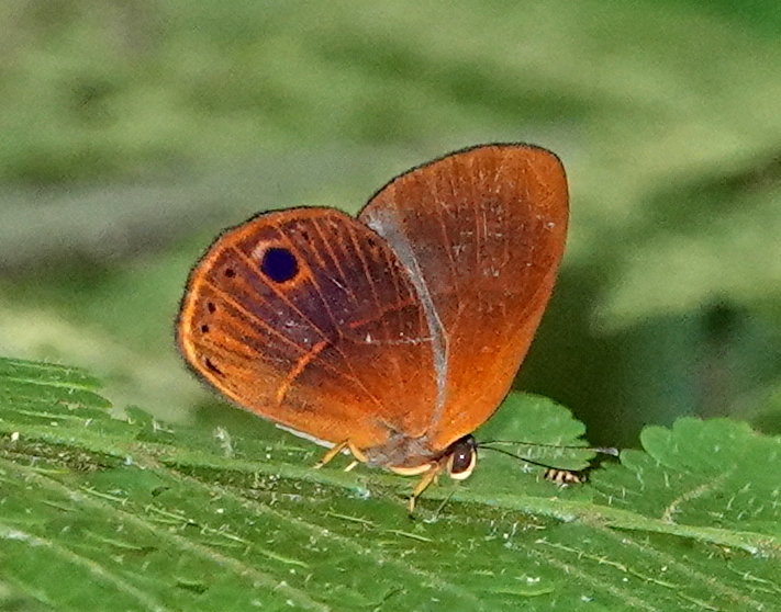 Euselasia michaeli