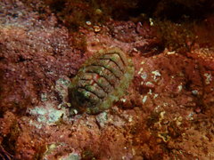 Boreochiton ruber