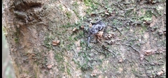 Cryptachaea