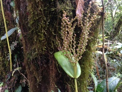Stelis cassidis