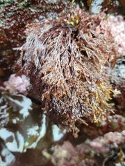 Microcladia borealis
