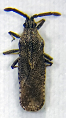 Teleonemia scrupulosa