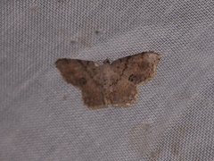 Calletaera subexpressa