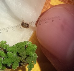 Neoplea striola