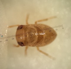 Neoplea striola