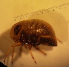 Neoplea striola
