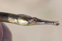 Syngnathus fuscus