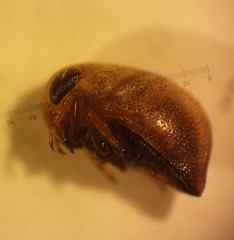 Neoplea striola
