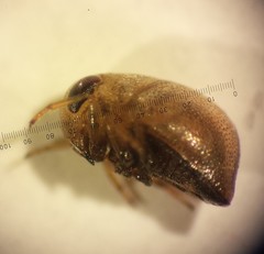 Neoplea striola