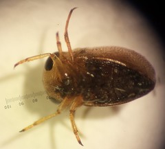 Neoplea striola