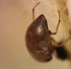 Neoplea striola