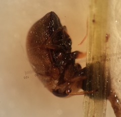 Neoplea striola