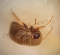 Neoplea striola