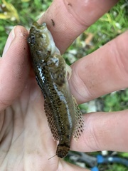Cottus immaculatus
