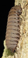 Sphaerotherium dorsale