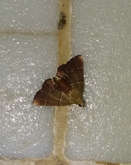 Stemmatophora flavicaput