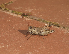 Calliptamus abbreviatus