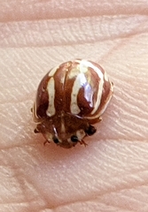 Calvia quadrivittata