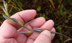 Thelymitra longiloba