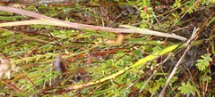 Thelymitra longiloba