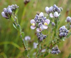 Comesperma retusum