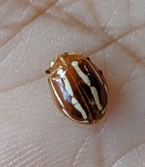 Calvia quadrivittata