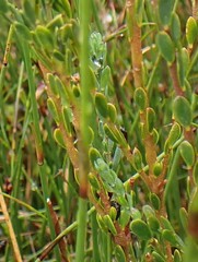 Comesperma retusum