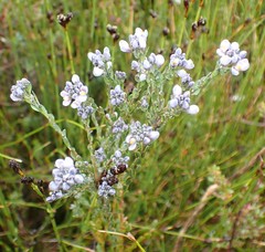 Comesperma retusum