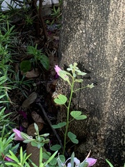 Bauhinia purpurea