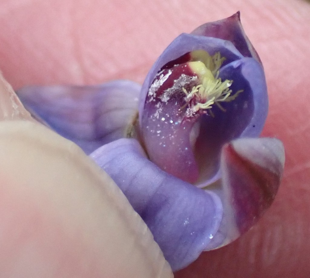 Thelymitra mucida