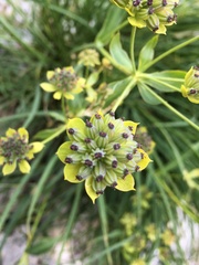 Bupleurum petraeum
