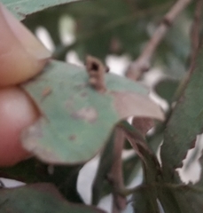 Atrusca clavuloides