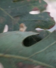 Atrusca clavuloides