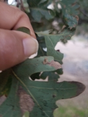 Atrusca clavuloides