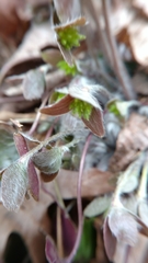 Hepatica americana